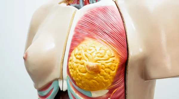 weight-loss-and-breast-size How Much Smaller Will My Breasts Get if I Lose Weight