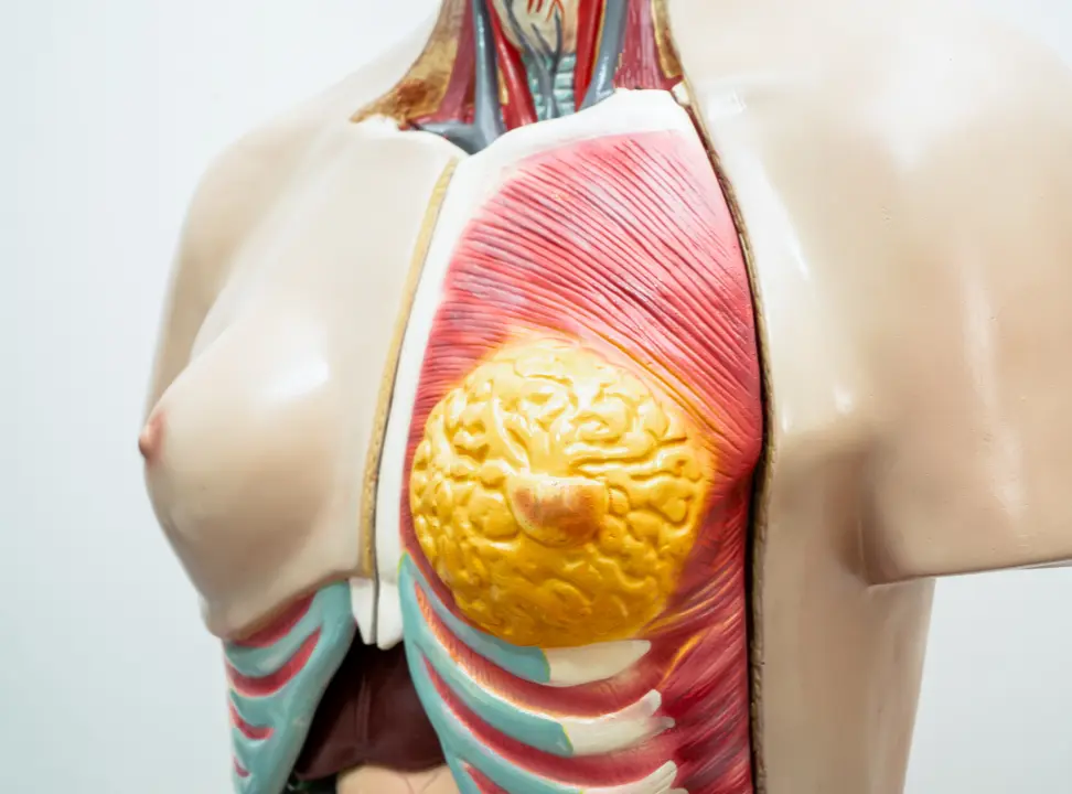 What Happens to My Breasts When I Lose Weight
